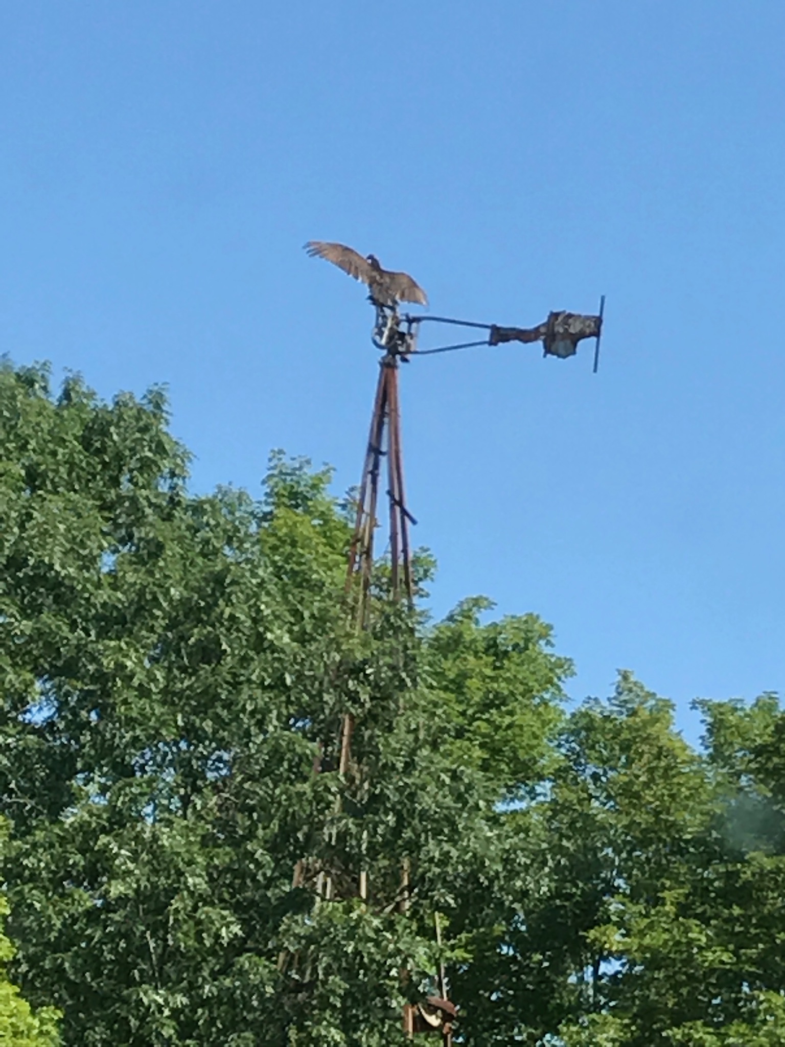 The windmill — a hawk takes flight from its perch